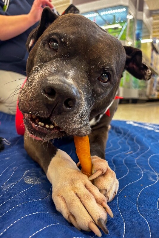 View John Mcclane the Dog Photo #14