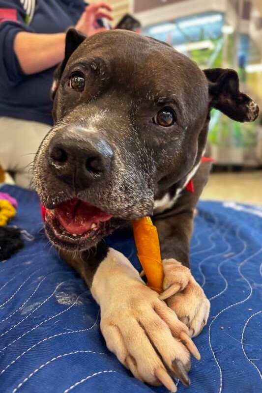 View John Mcclane the Dog Photo #15