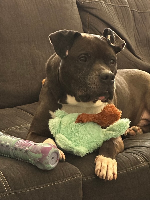 View John Mcclane the Dog Photo #2