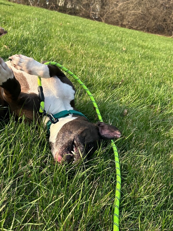 View John Mcclane the Dog Photo #5