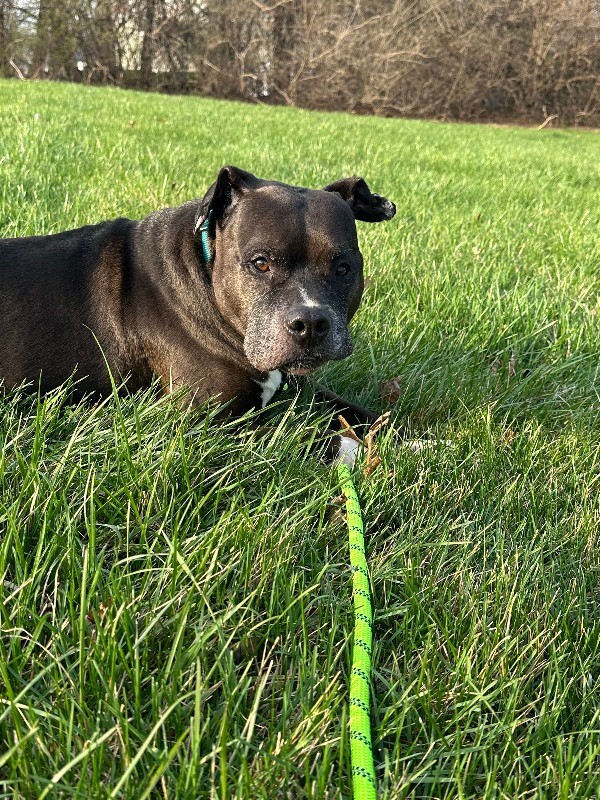 View John Mcclane the Dog Photo #3