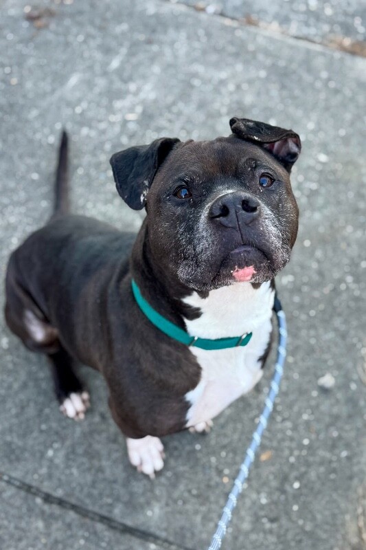 View John McClane the Dog Photo #9