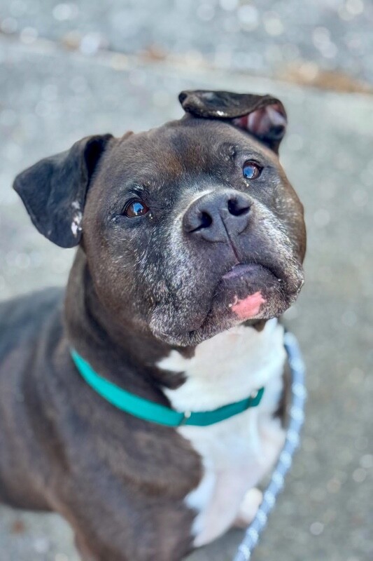 View John McClane the Dog Photo #3