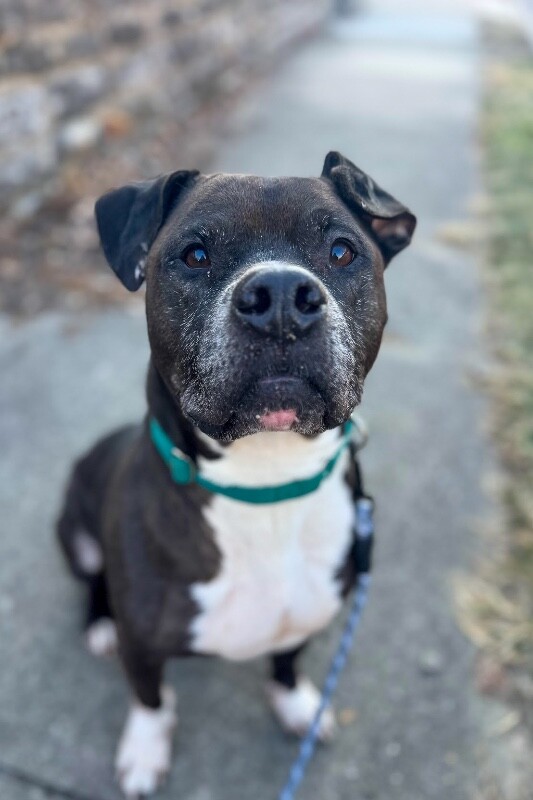 View John McClane the Dog Photo #2