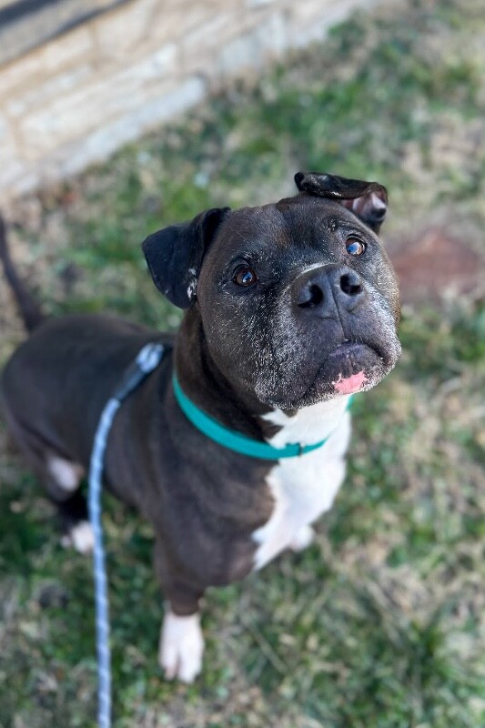 View John McClane the Dog Photo #10