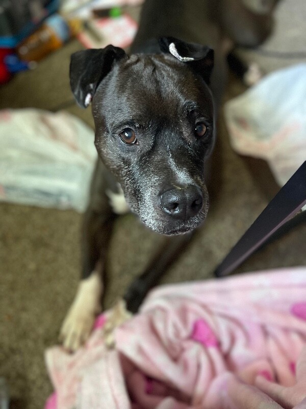 View John Mcclane the Dog Photo #2
