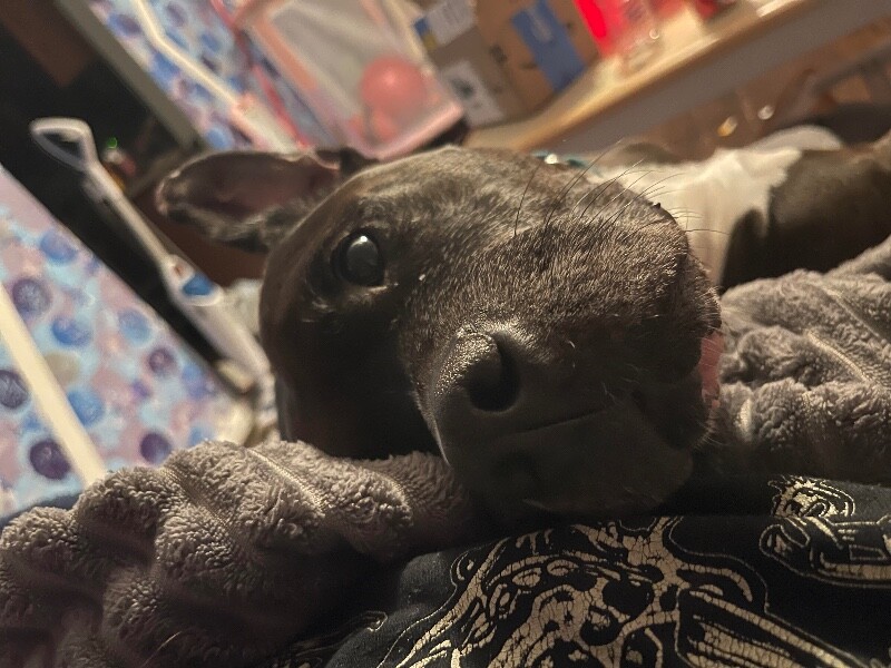 View John Mcclane the Dog Photo #6
