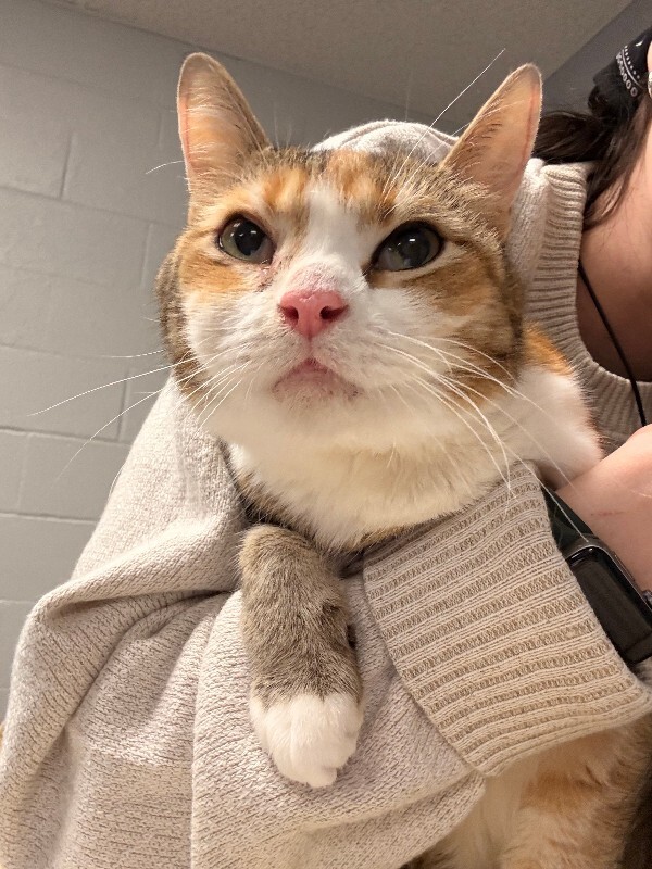 GiGi - Cat