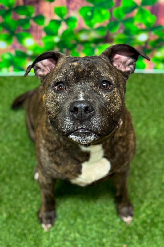 View Flex the Dog Photo #4