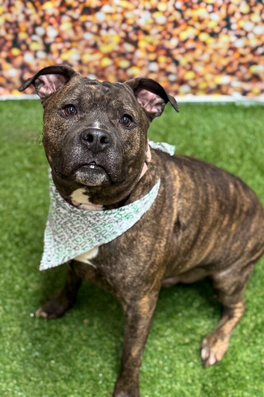 View Flex the Dog Photo #5