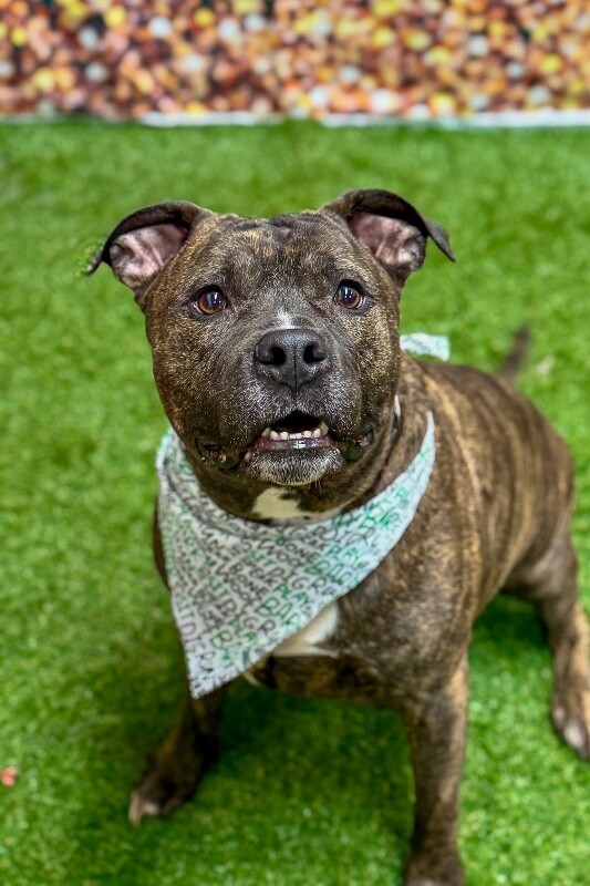 View Flex the Dog Photo #3