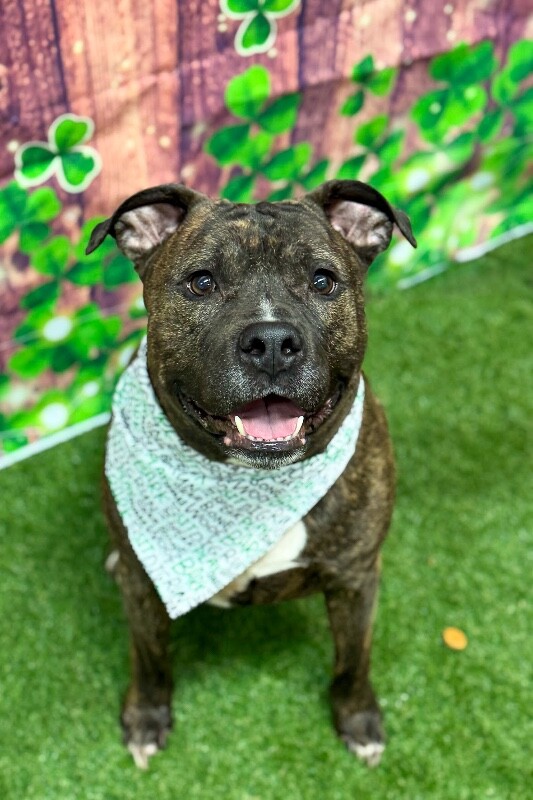 View Flex the Dog Photo #2