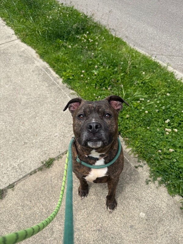View Flex the Dog Photo #6