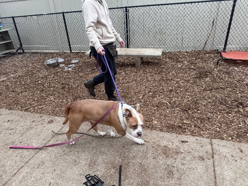 View Lana the Dog Photo #6