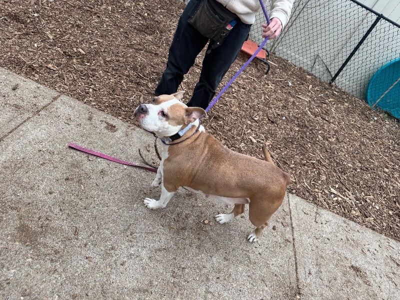 View Lana the Dog Photo #5