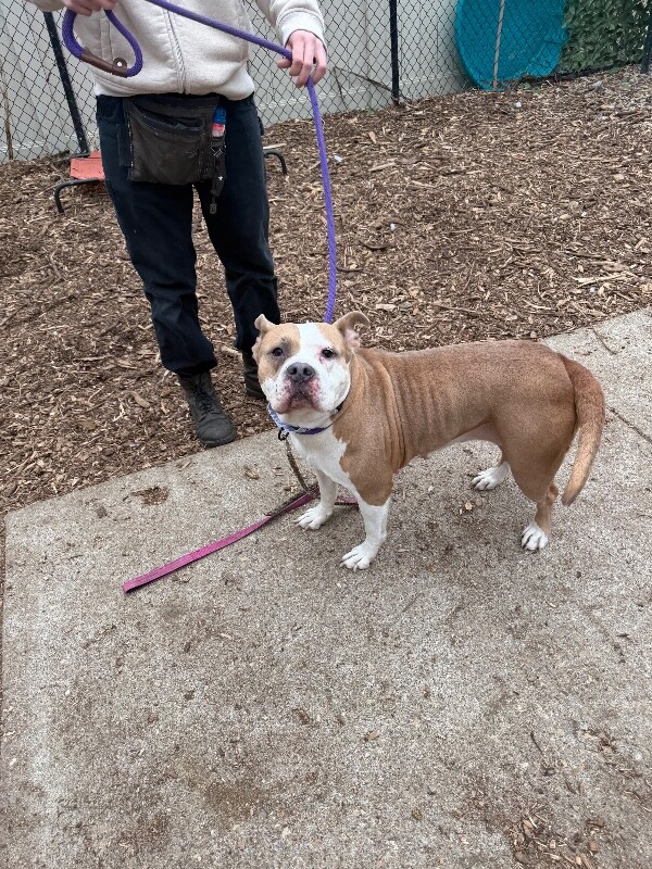 View Lana the Dog Photo #4