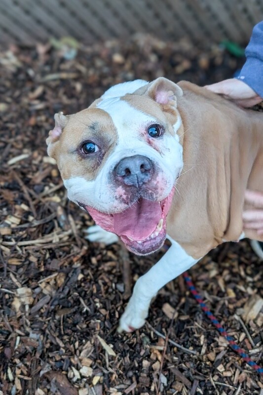 View Lana the Dog Photo #2