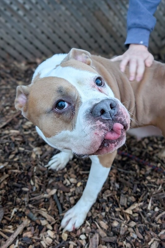 View Lana the Dog Photo #3