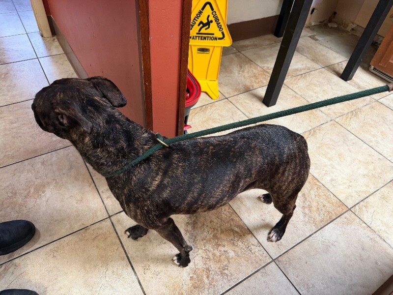 View Clefairy the Dog Photo #2