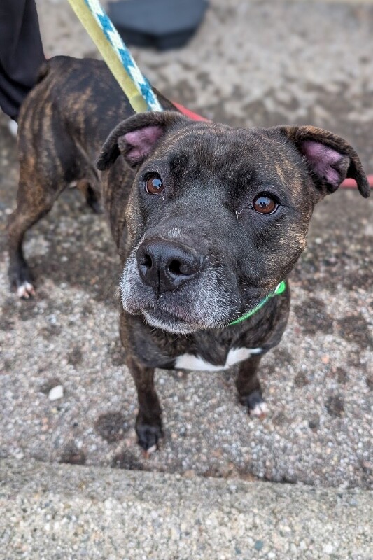 View Zvezda the Dog Photo #3