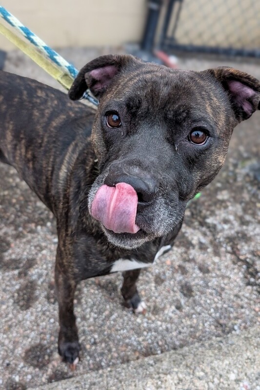 View Zvezda the Dog Photo #2