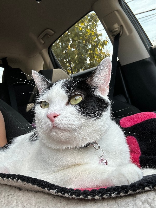 View Sweetie the Cat Photo #2