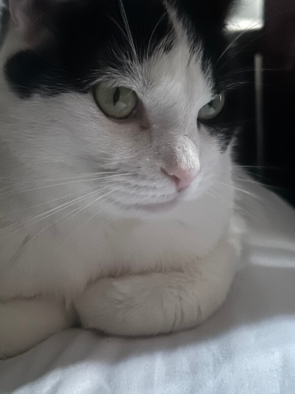 View Sweetie the Cat Photo #3