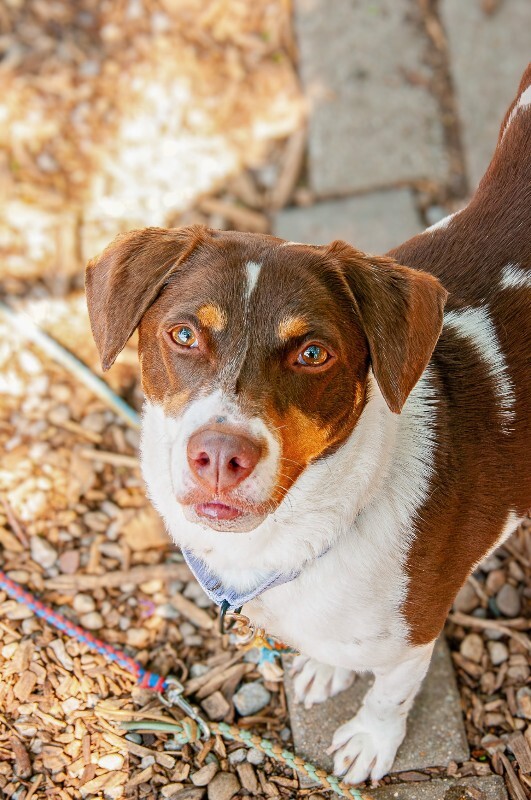 Abby - Dog