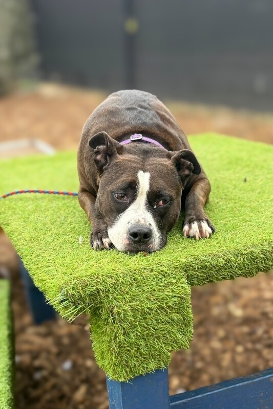 View Bella the Dog Photo #6