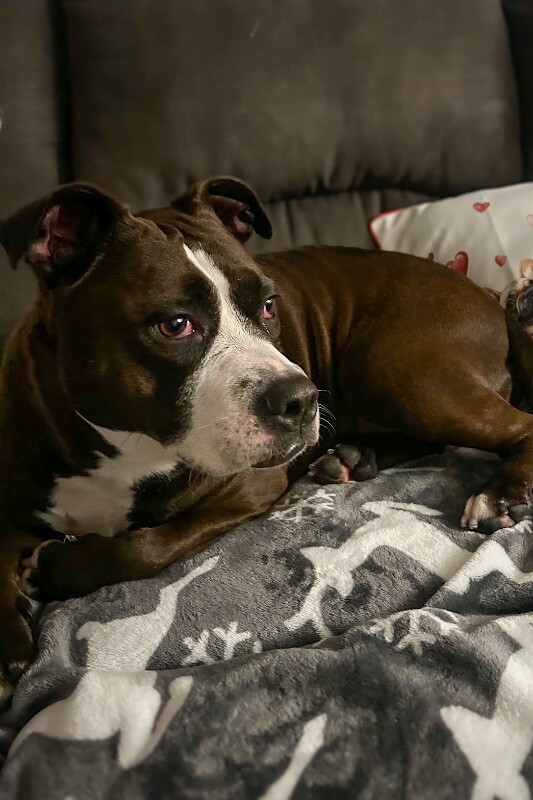 View Bella the Dog Photo #2