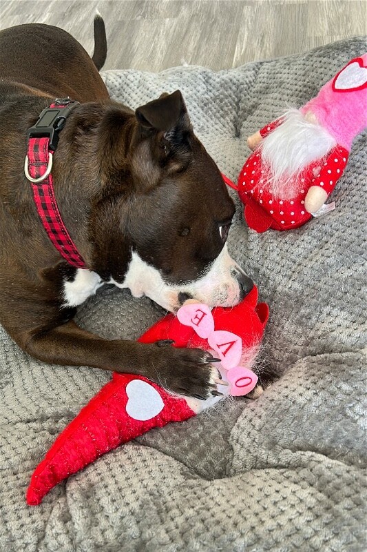 View Bella the Dog Photo #3