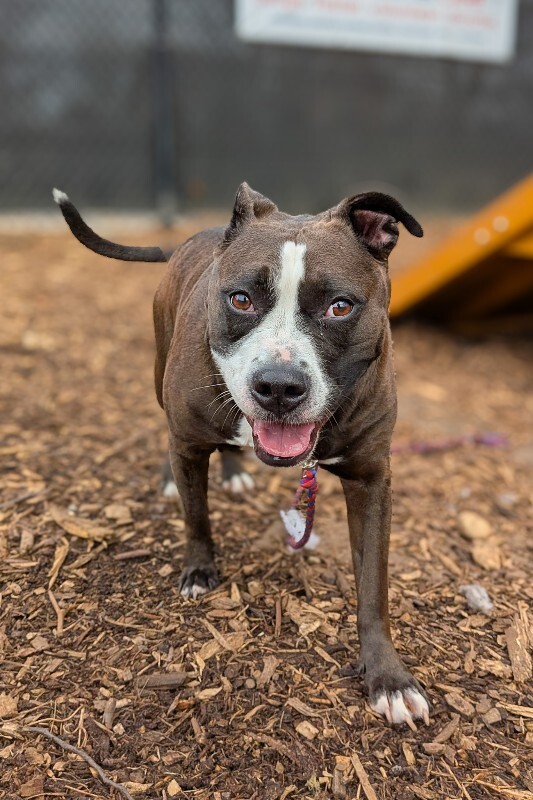 View Bella the Dog Photo #7