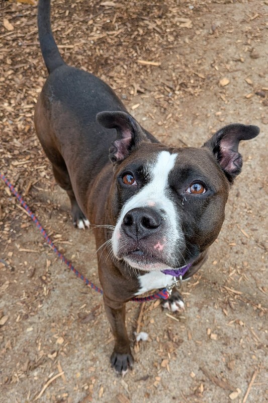 View Bella the Dog Photo #8