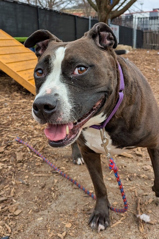 View Bella the Dog Photo #4