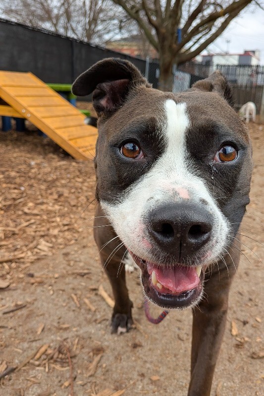 View Bella the Dog Photo #6