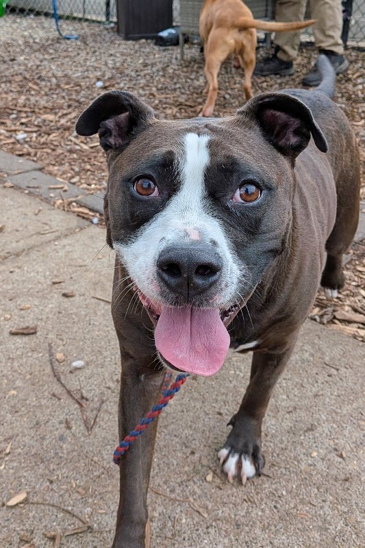 View Bella the Dog Photo #3