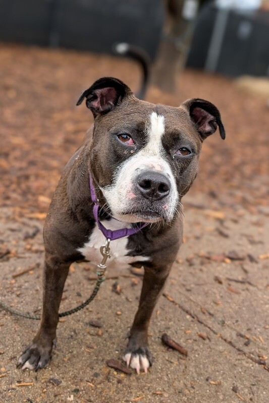 View Bella the Dog Photo #9