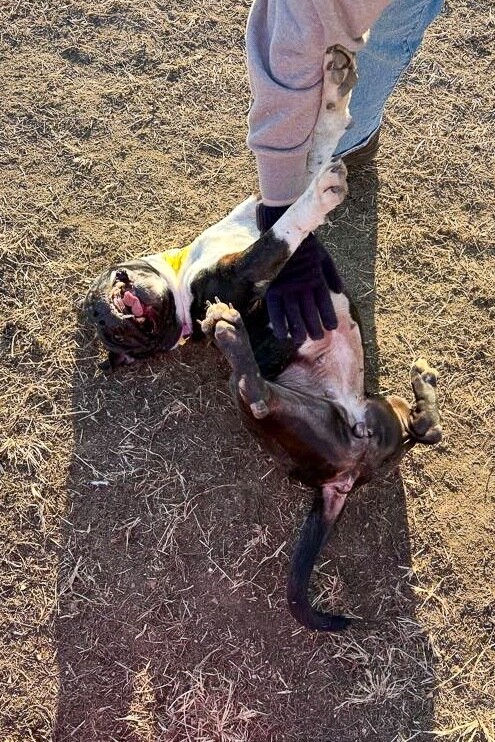 View Ryland the Dog Photo #4