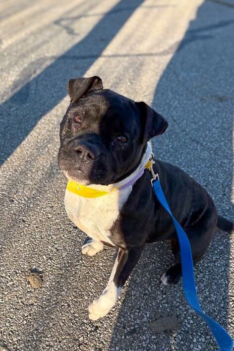 View Ryland the Dog Photo #3