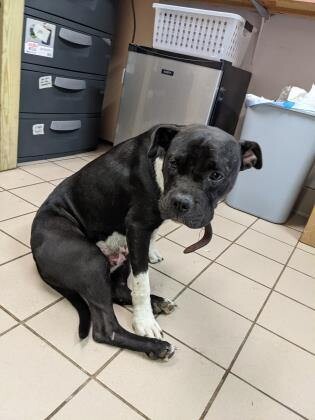 View Ryland the Dog Photo #2