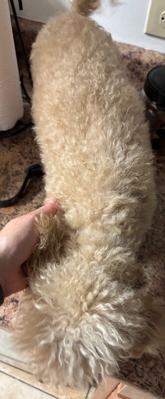View Sugar (actual) the Dog Photo #4