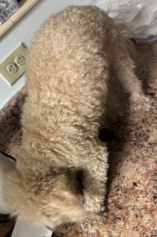 View Sugar (actual) the Dog Photo #5