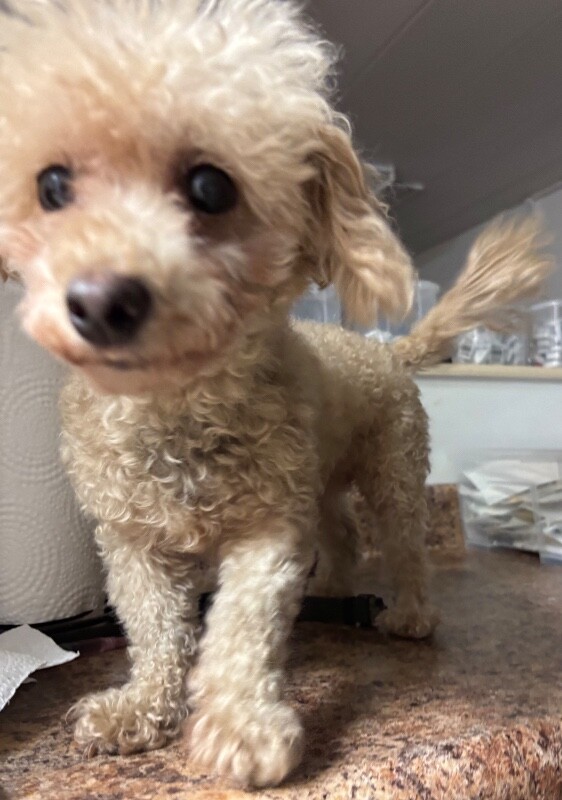Sugar (actual) - Dog