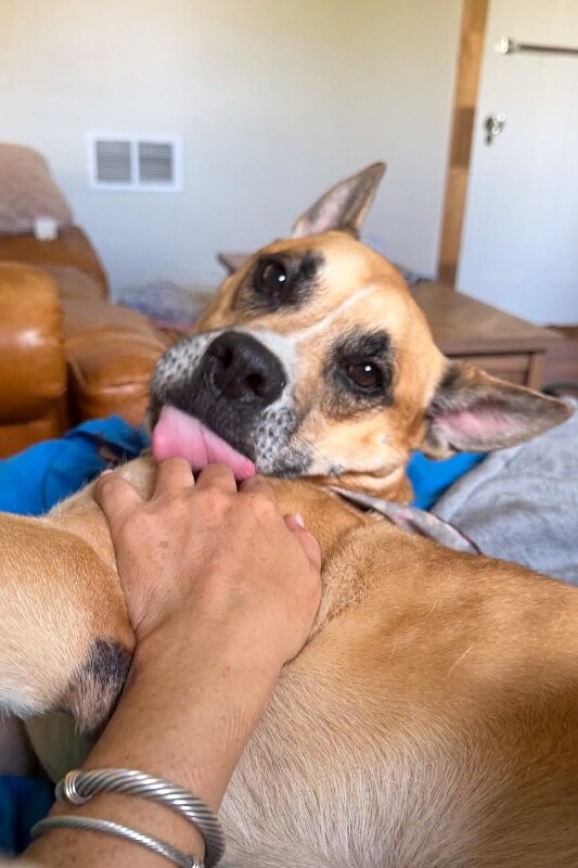 View Lincoln the Dog Photo #2
