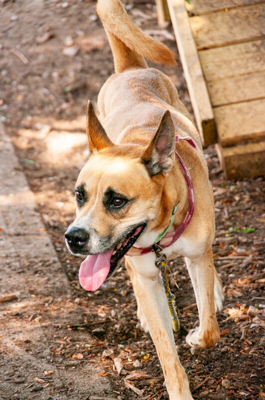 View Lincoln the Dog Photo #3