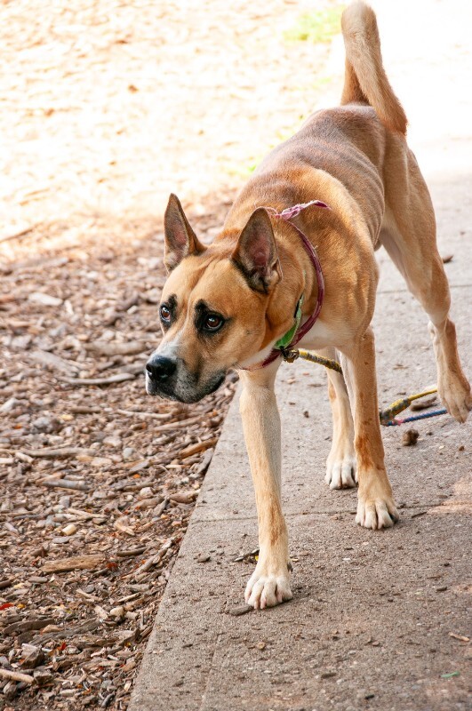 View Lincoln the Dog Photo #4