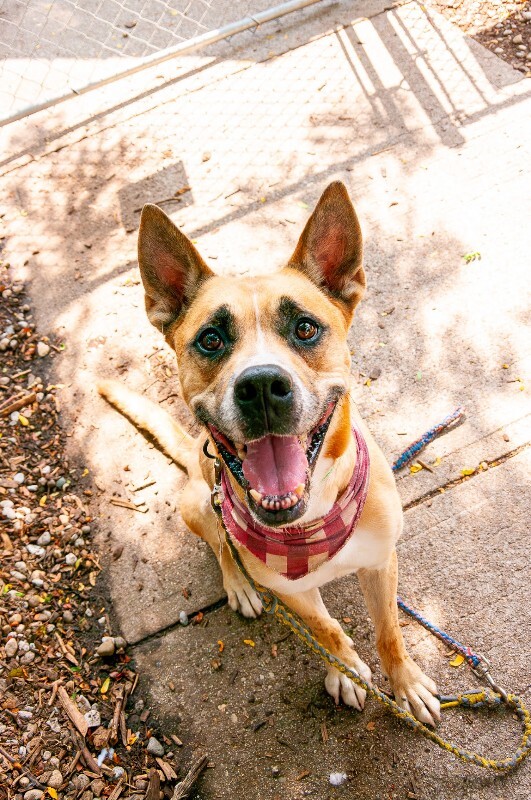 Help Rehome This Dog Lincoln