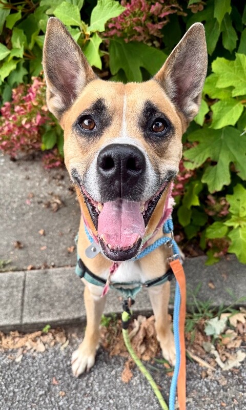 Lincoln - Dog