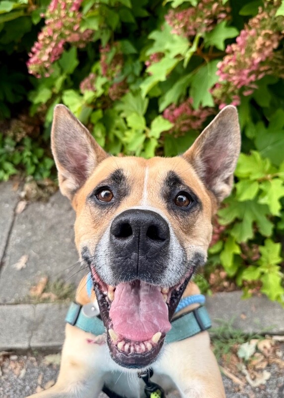 View Lincoln the Dog Photo #3