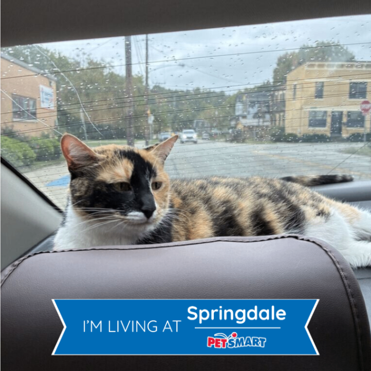 Sally Mae - Cat